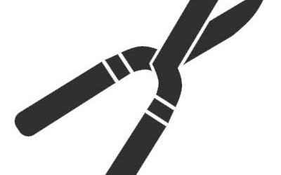 Potatura alberi ad alto fusto Roma