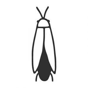 Trattamenti antiparassitari per aree verdi Roma