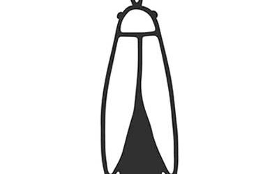 Trattamenti antiparassitari per aree verdi a Roma